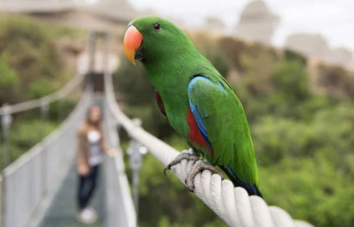 Mi panorama: descubrir aves en el Parque Tricao